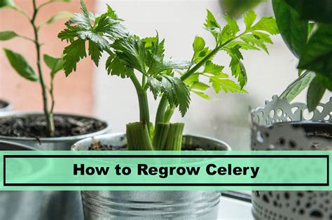Regrow Celery At Home From Scraps Plants Spark Joy