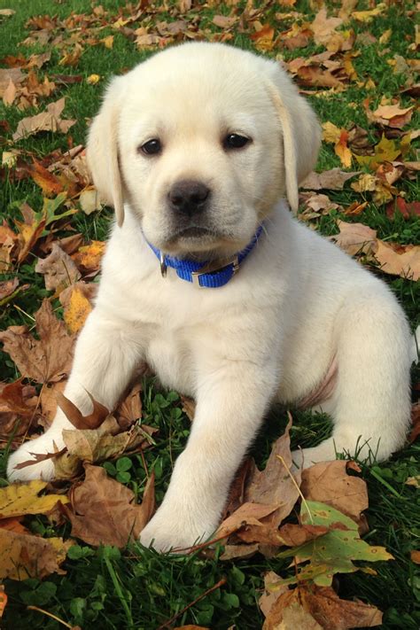 Browse thru labrador retriever puppies for sale near milwaukee, wisconsin, usa area listings on puppyfinder.com to find your perfect puppy. English yellow labrador retriever puppy in 2020 | Lab ...