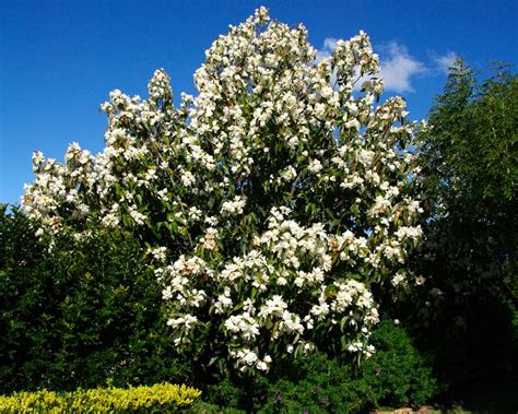 Magnolia Grandiflora Tree