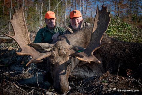Moose Hunting Maine Kingmanmaine