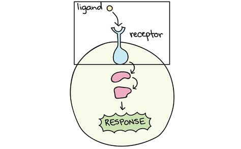 The substrate is changed by the reaction and, in this case, two products. NC DNA Day » Science Word Wednesday: Ligand