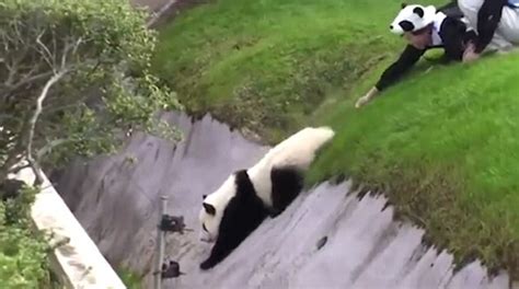 Video Shows Panda Determined To Go It Alone Until It Falls Down A Bank