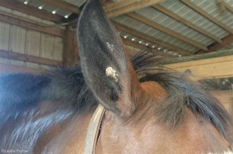 Ask The Vet Funky Ear Plaque Horses Horse Ears Horse Health