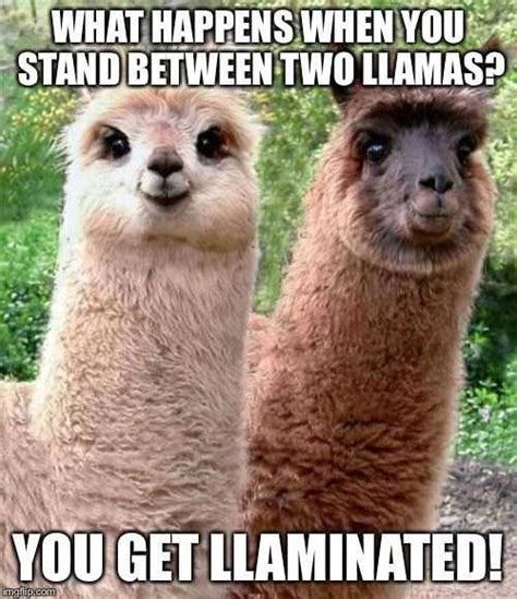 19 Hilarious Llama Pics And Memes