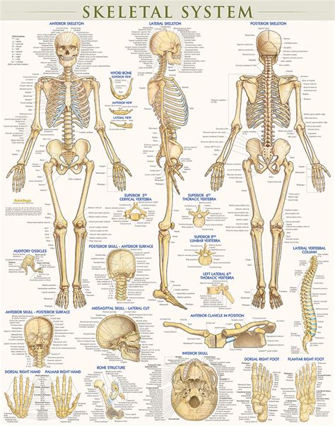 Ifyou torso from realistic to simplified @ bones muscles realistic for personal use only. QuickStudy Skeletal System Laminated Poster (9781423220671)