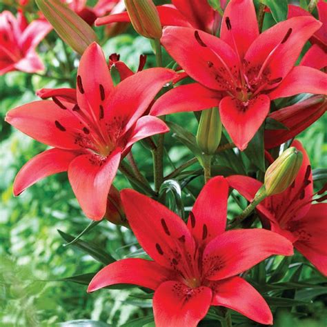 Những Hình ảnh Hoa Loa Kèn đỏ đẹp Nhất