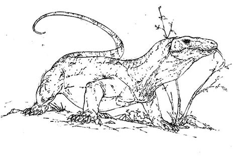 Free download 38 best quality komodo dragon coloring page at getdrawings. Komodo Dragon coloring, Download Komodo Dragon coloring ...
