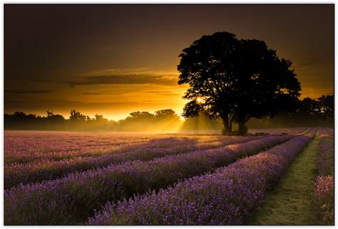 Mayfair Lavender First Light Lavender Sunset Nature Lavender Fields