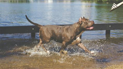 Tan American Pitbull Running on Water · Free Stock Photo