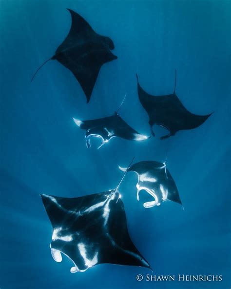Manta Mating Train Most Encounters With Manta Rays Reveal The True