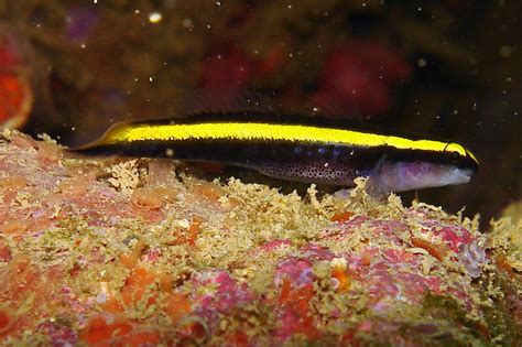 Gold Neon Goby Small — Mm Corals
