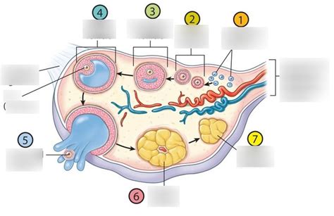 Female Reproductive System Ovaries Diagram Quizlet