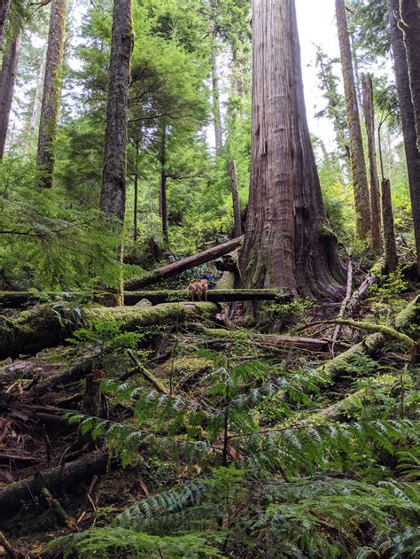Is Bc Cutting Down All Its Old Growth Forest Capital Daily