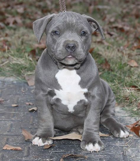 Blue Pitbull So Cute Pitbull Puppies Cute Puppies Dogs And Puppies