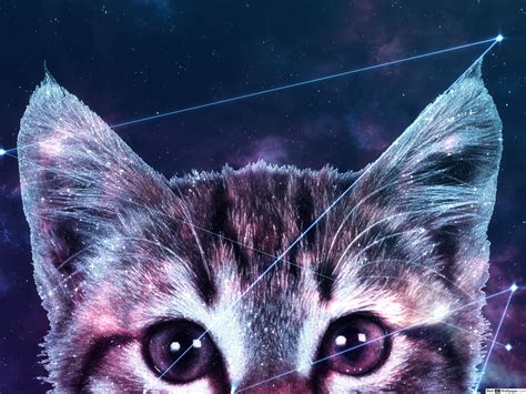 Galaxy Cats Wallpapers Wallpaper Cave