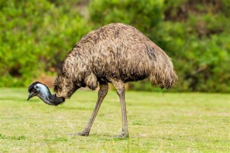 What Do Emus Eat 15 Foods In Their Diet Az Animals