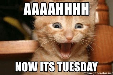 So lets have a look upon some of the most hilarious kind of memes for the topic. 101 Tuesday Memes - "Aaaahhhh, now it's Tuesday." in 2020 | Funny friday memes, Happy tuesday ...