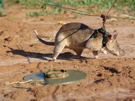 Hero Rats Have Helped To Make Mozambique Landmine Free Innovation Village Technology