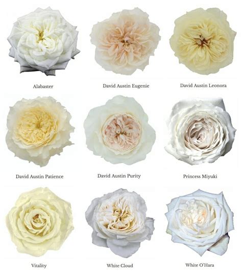 Nine White Garden Roses Displayed Alabaster Eugenie Leonora