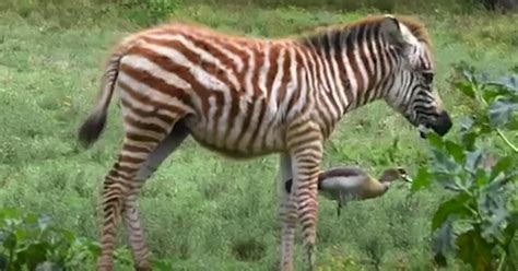 Rare Luminescent ‘golden Zebra Spotted Just Moments After Birth