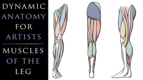 Dynamic Anatomy For Artists Muscles Of The Leg Robert Marzullo