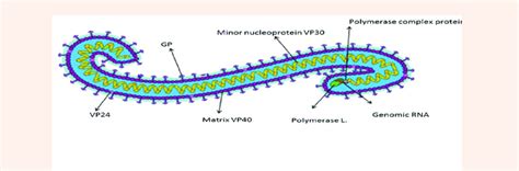 Ebola Virus Structure 93 Where Vp Virion Protein Gp Glycoprotein