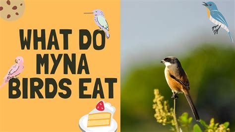 What Do Myna Birds Eat List Of Foods Myna Birds Can Eat Can Myna