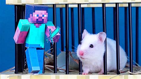 Hamster Escapes From Minecraft Pyramid Maze Youtube