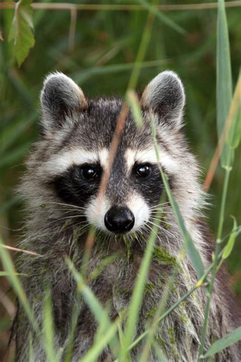 Raccoon Retreat Mapache ️ Cute Animals Animals