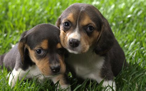 Two tiny beagle puppy on grass wallpapers and images - wallpapers ...