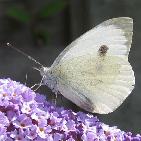 Large White Butterfly