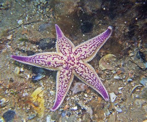 Northern Pacific Sea Star Native To The Coasts Of Northern China