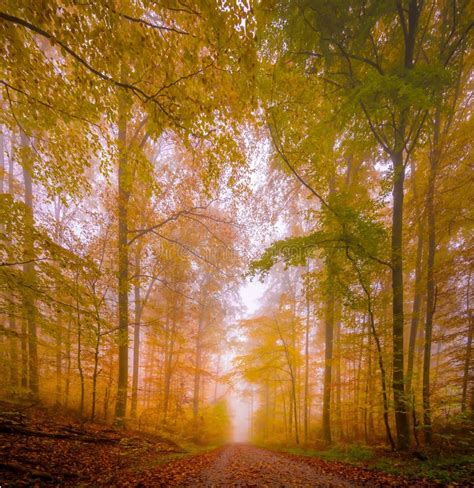 Path In The Scenic Foggy Forest Nature In Fall At Sunset Stock Photo