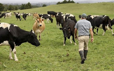Farmers Hit By High Cost Of Cow Losses Radio New Zealand News