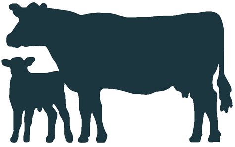 Angus cattle Welsh Black cattle Holstein Friesian cattle Calf Clip art - calf map png download ...