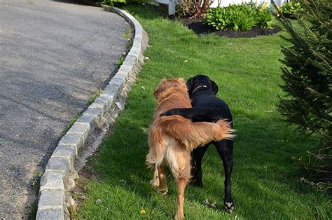 20 Dog Best Friends That Cant Be Separated Bored Panda