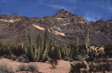 The earliest human residents in virginia probably walked here from asia through alaska, after crossing a land bridge hundreds of miles wide known as beringea. Organ Pipe Cactus - Organ Pipe Cactus National Monument (U ...