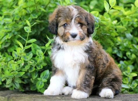 Australian Shepherd Mix Puppies For Sale Puppy Adoption