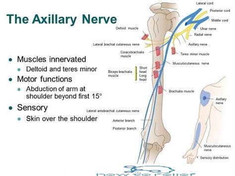 Axillary Nerve Muscle Vein Artery Nerve Pinterest Axi