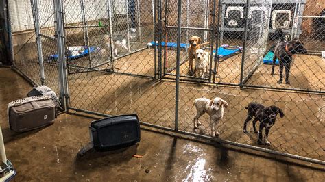 Barry Flooding Overwhelms Animal Shelter Kills Puppy In Arkansas