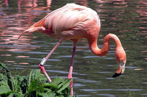 American Flamingo The Animal Facts Appearance Habitat Behavior
