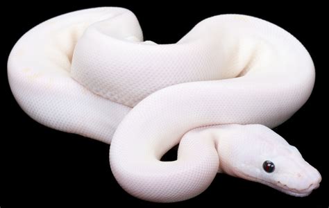 Albino Snakes Wallpapers Wallpaper Cave