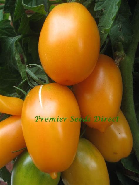 Tomato Orange Banana Tomato Premier Seeds Direct Ltd Tomato