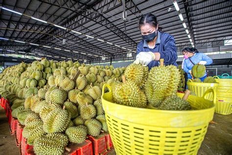 Chinas Insatiable Appetite For Durian Now Filled By Vietnam