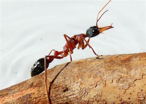 Black Head Bull Ant Queen Myrmecia Nigriceps Queen Of Ants