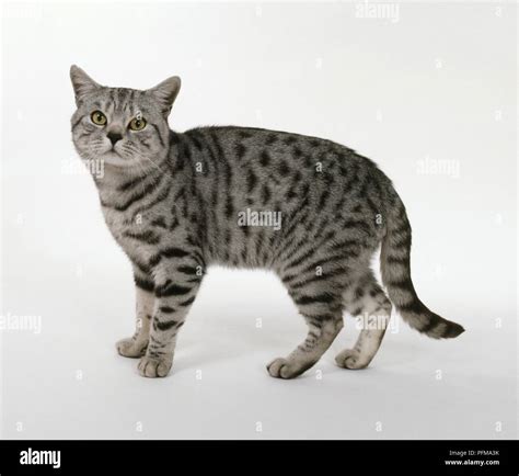 Silver Spotted Shorthair Cat Side View Stock Photo Alamy