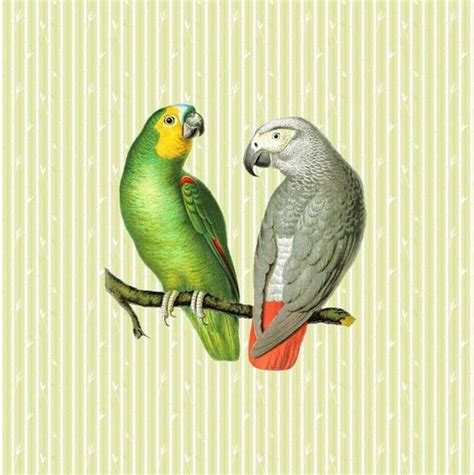 Vintage Parrots V1 Metal Print By Sandy Richter Vintage Parrot