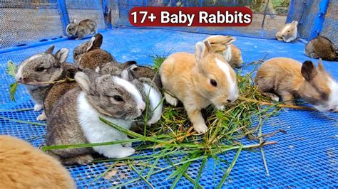 Baby Rabbit Sounds Adorable Cute Baby Rabbits Baby Bunnies Youtube