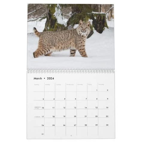 Big Cats Calendar Zazzle