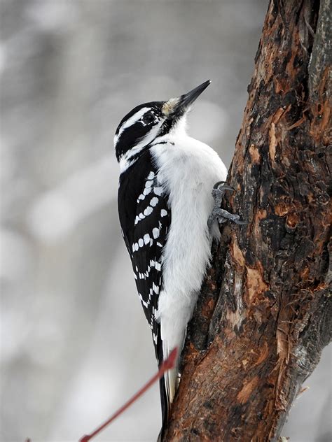 Hairy Woodpecker | BirdForum